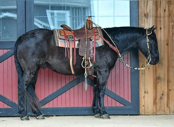 Quarter horse américain, Hongre, 11 Ans, 157 cm, Rouan Bleu