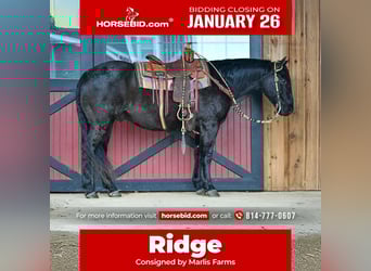 Quarter horse américain, Hongre, 11 Ans, 157 cm, Rouan Bleu