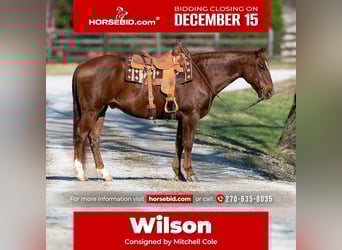 Quarter horse américain, Hongre, 11 Ans, 160 cm, Alezan cuivré