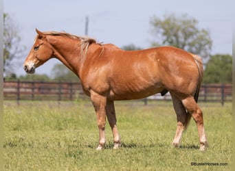 Quarter horse américain, Hongre, 11 Ans, 160 cm, Alezan cuivré
