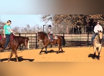 Quarter horse américain, Hongre, 11 Ans, 160 cm, Bai cerise