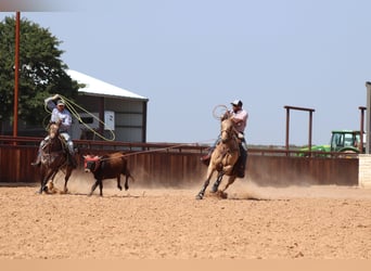 Quarter horse américain, Hongre, 11 Ans, 160 cm, Buckskin