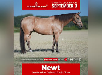 Quarter horse américain, Hongre, 11 Ans, 160 cm, Buckskin