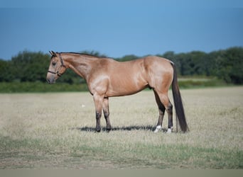 Quarter horse américain, Hongre, 11 Ans, 160 cm, Buckskin