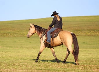 Quarter horse américain, Hongre, 11 Ans, 160 cm, Buckskin