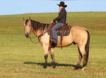 Quarter horse américain, Hongre, 11 Ans, 160 cm, Buckskin