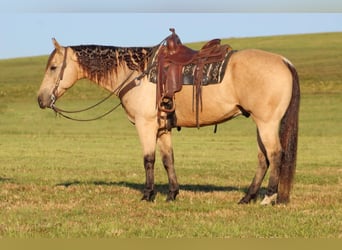 Quarter horse américain, Hongre, 11 Ans, 160 cm, Buckskin