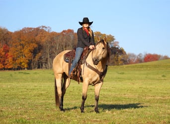 Quarter horse américain, Hongre, 11 Ans, 160 cm, Buckskin