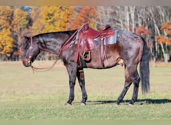 Quarter horse américain, Hongre, 11 Ans, 160 cm, Roan-Bay