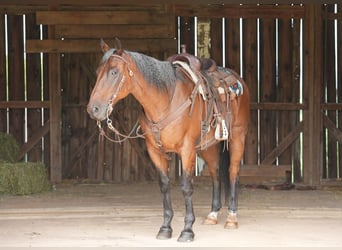 Quarter horse américain, Hongre, 11 Ans, 160 cm, Roan-Bay