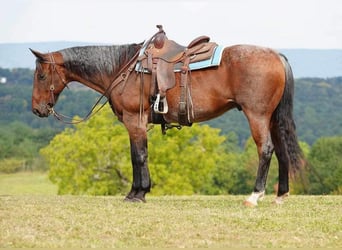 Quarter horse américain, Hongre, 11 Ans, 160 cm, Roan-Bay