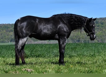 Quarter horse américain, Hongre, 11 Ans, 160 cm, Rouan Bleu