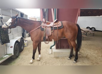 Quarter horse américain, Hongre, 11 Ans, 163 cm, Bai