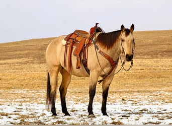 Quarter horse américain, Hongre, 11 Ans, 163 cm, Buckskin