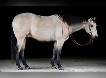 Quarter horse américain, Hongre, 11 Ans, 163 cm, Buckskin