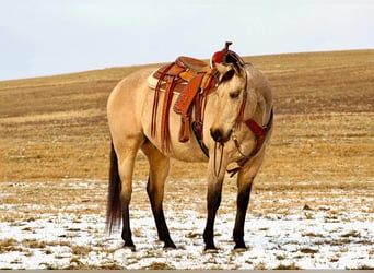 Quarter horse américain, Hongre, 11 Ans, 163 cm, Buckskin