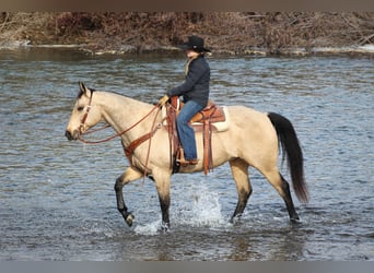 Quarter horse américain, Hongre, 11 Ans, 163 cm, Buckskin