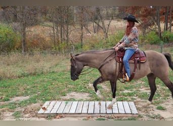 Quarter horse américain, Hongre, 11 Ans, 163 cm, Grullo
