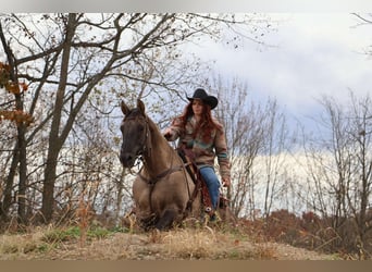 Quarter horse américain, Hongre, 11 Ans, 163 cm, Grullo