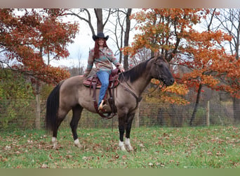 Quarter horse américain, Hongre, 11 Ans, 163 cm, Grullo