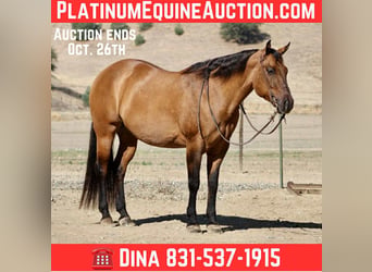 Quarter horse américain, Hongre, 11 Ans, 163 cm, Isabelle