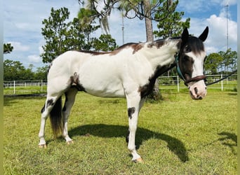 Quarter horse américain, Hongre, 11 Ans, 165 cm, Overo-toutes couleurs