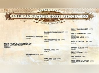Quarter horse américain, Hongre, 11 Ans, Alezan brûlé