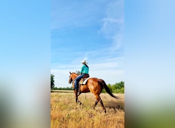 Quarter horse américain, Hongre, 11 Ans, Alezan cuivré