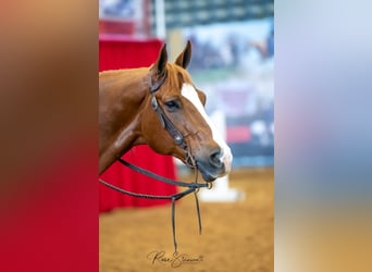 Quarter horse américain, Hongre, 11 Ans, Alezan cuivré