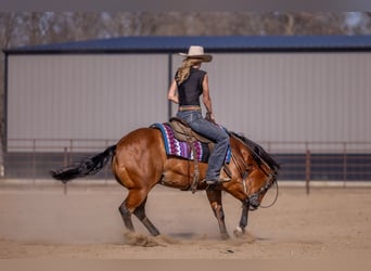 Quarter horse américain, Hongre, 11 Ans, Bai cerise