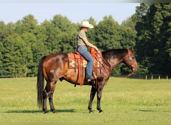 Quarter horse américain, Hongre, 11 Ans, Bai cerise