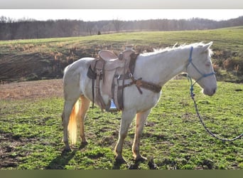 Quarter horse américain, Hongre, 11 Ans, Blanc