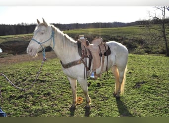 Quarter horse américain, Hongre, 11 Ans, Blanc