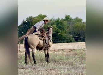 Quarter horse américain, Hongre, 11 Ans, Buckskin