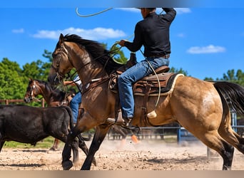 Quarter horse américain, Hongre, 11 Ans, Buckskin