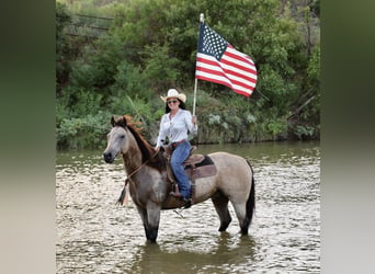 Quarter horse américain, Hongre, 11 Ans, Buckskin