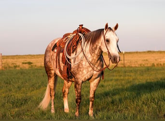 Quarter horse américain, Hongre, 11 Ans, Gris
