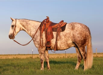 Quarter horse américain, Hongre, 11 Ans, Gris