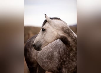 Quarter horse américain, Hongre, 11 Ans, Gris