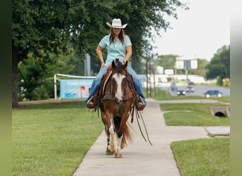 Quarter horse américain, Hongre, 11 Ans, Overo-toutes couleurs