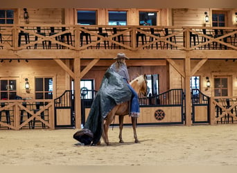 Quarter horse américain, Hongre, 11 Ans, Palomino