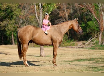 Quarter horse américain, Hongre, 11 Ans, Palomino