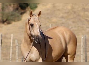 Quarter horse américain, Hongre, 11 Ans, Palomino