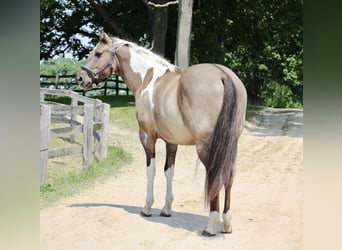 Quarter horse américain, Hongre, 11 Ans, Tobiano-toutes couleurs