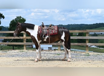 Quarter horse américain, Hongre, 11 Ans, Tobiano-toutes couleurs