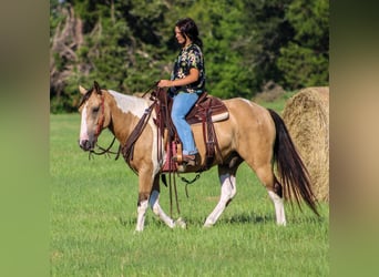 Quarter horse américain, Hongre, 11 Ans, Tobiano-toutes couleurs