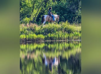 Quarter horse américain, Hongre, 11 Ans, Tobiano-toutes couleurs