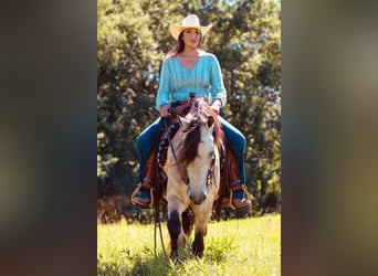 Quarter horse américain, Hongre, 12 Ans, 132 cm, Buckskin