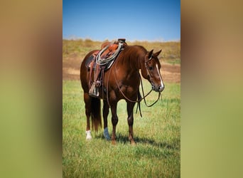 Quarter horse américain, Hongre, 12 Ans, 142 cm, Alezan brûlé