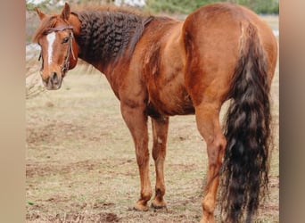 Quarter horse américain Croisé, Hongre, 12 Ans, 142 cm, Alezan cuivré
